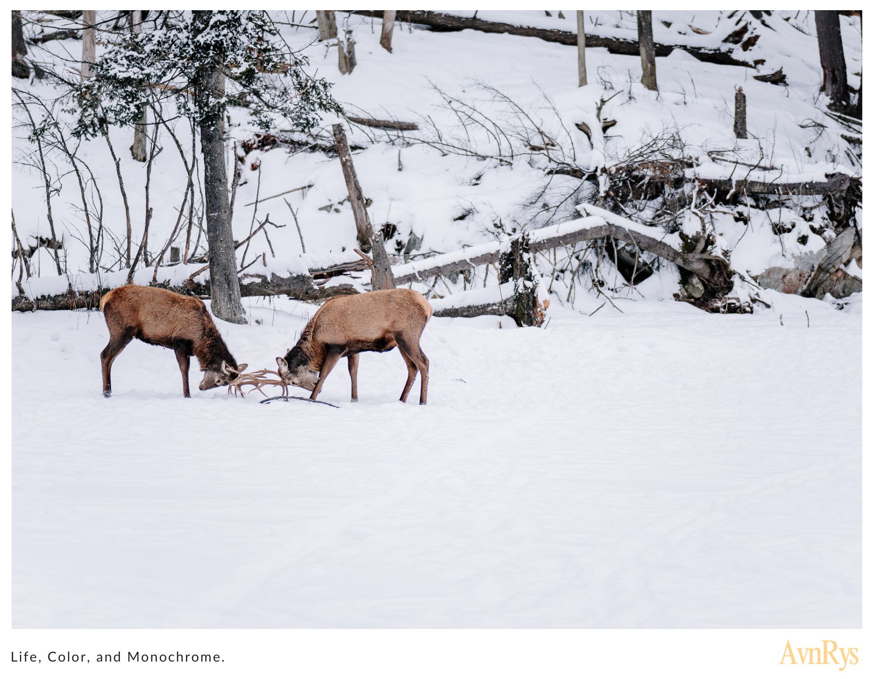 Parc Omega in Notre-Dame-de-Bonsecours